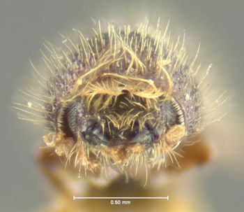 Media type: image;   Entomology 1002 Aspect: head frontal view